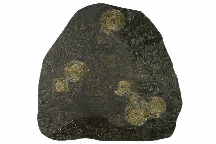Ammonite Cluster (Dactylioceras) - Germany #131930